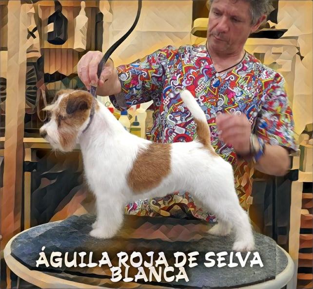 CH. AGUILA ROJA DE SELVA BLANCA