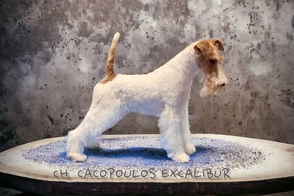CH. CACOPOULOS EXCALIBUR (2)