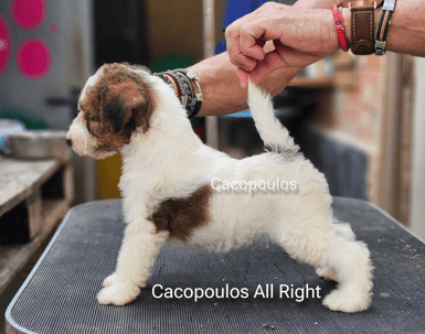 Cachorro fox cacopoulos (2)