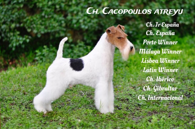 Ch. Cacopoulos atreyu_23-10-07_16-02-24-2360