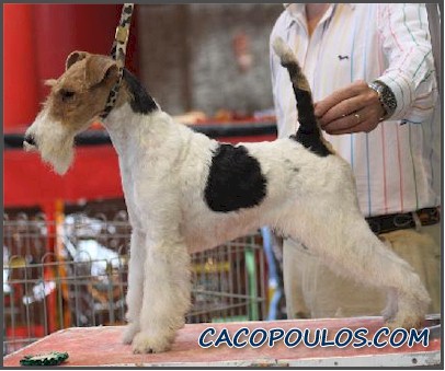 05-CACOPOULOS FIORELLA5