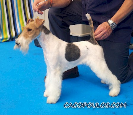 08-CACOPOULOS FIORELLA2