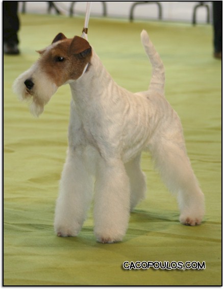 05ginonacvalencia2009-1