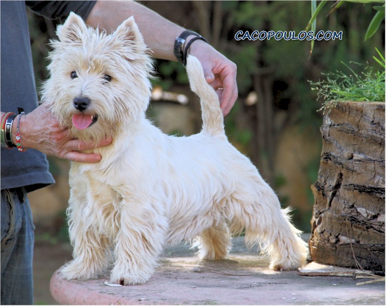ALBORADA THOR 1