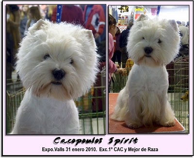 01-spirit8 juez tino pehar