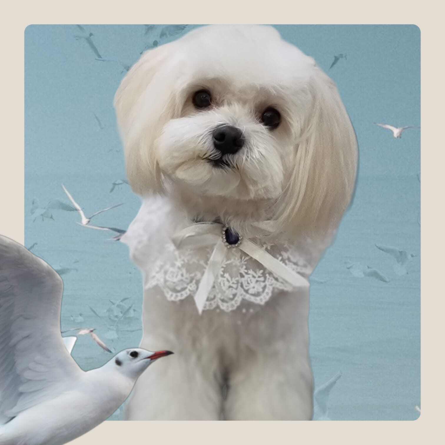 MALTES EN CACOPOULOS