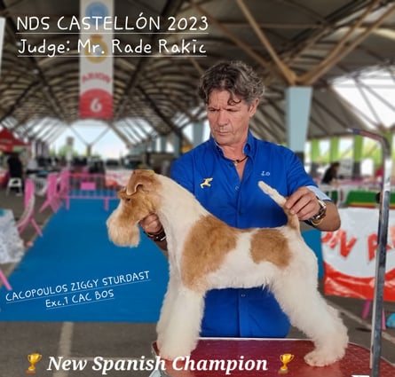NEW CHAMPION SPAIN