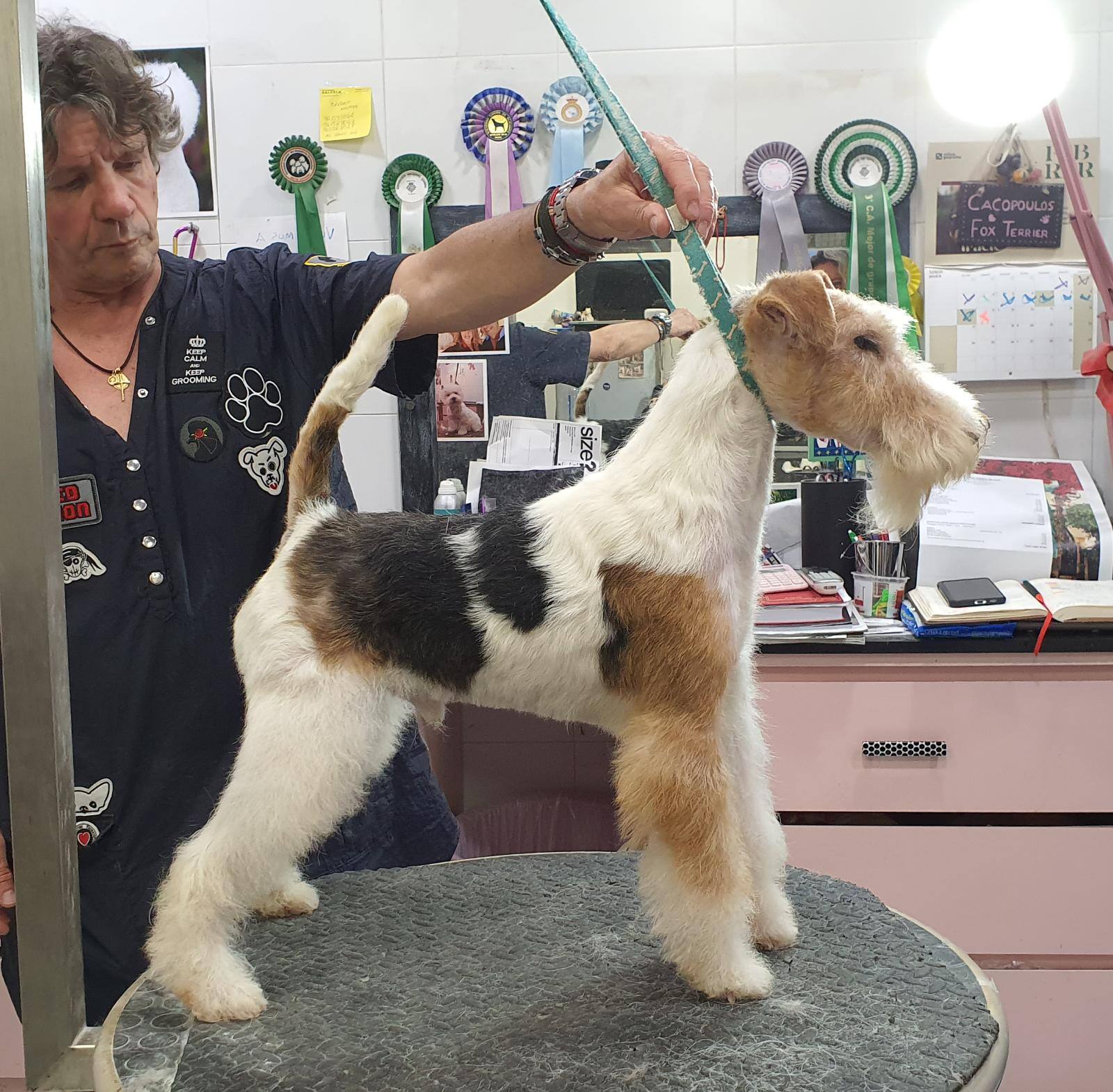 STRIPPING DEL FOX TERRIER