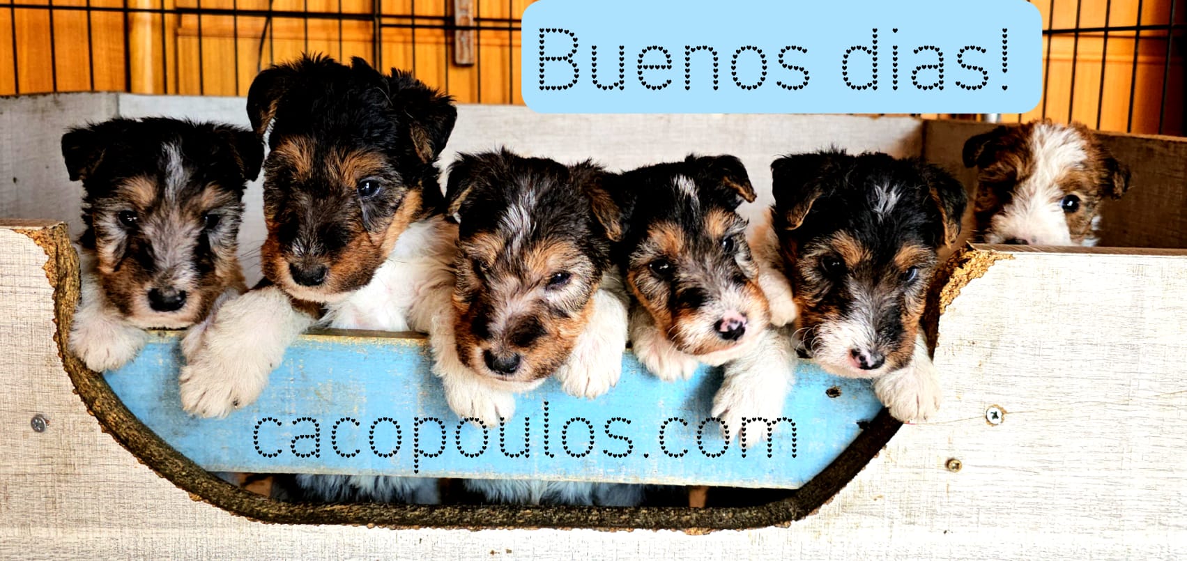 camada fox terrier 2024-02-25 at 20.46.58