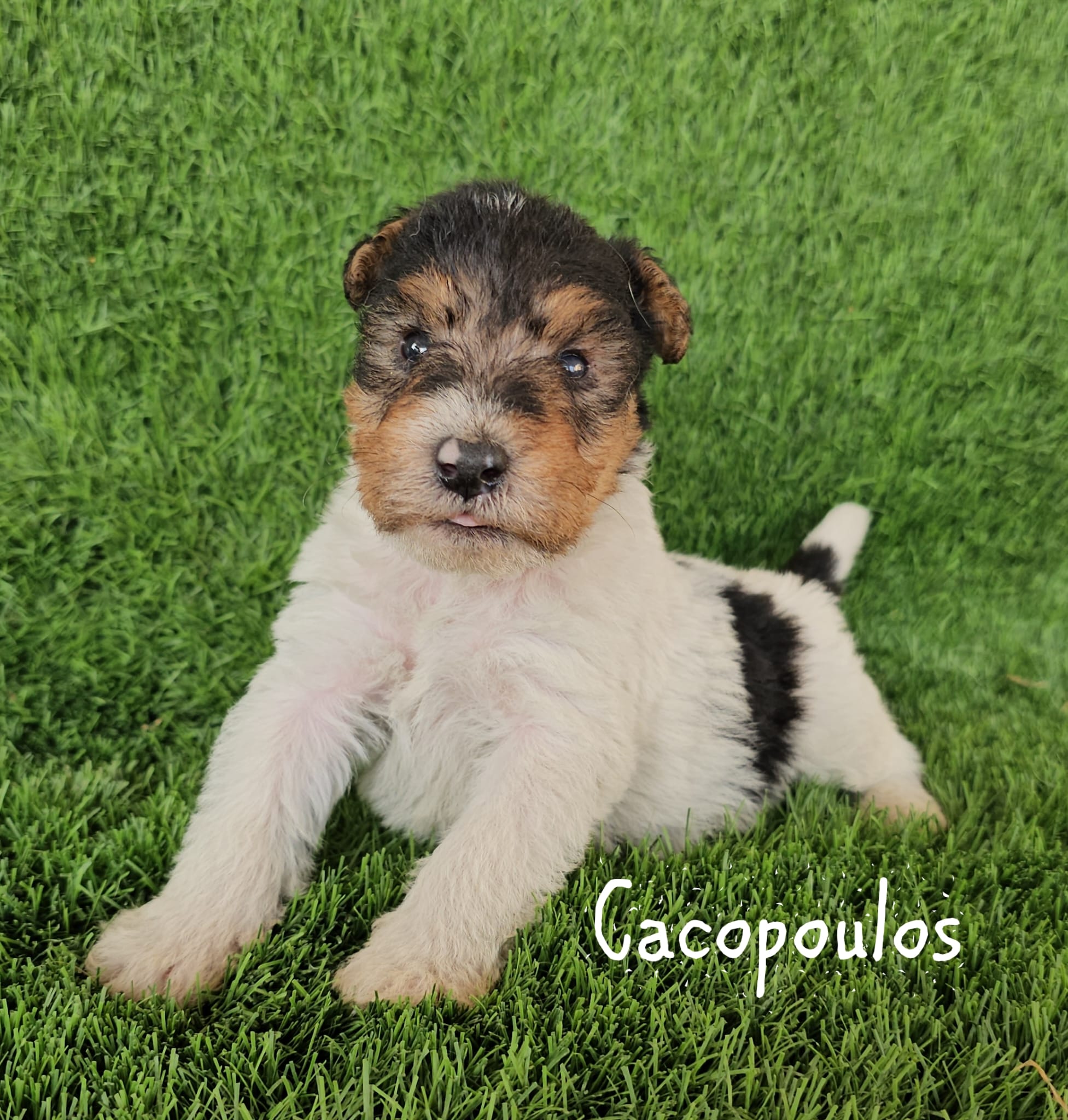 fox terrier cachorro 2024-02-25 at 20.49.08