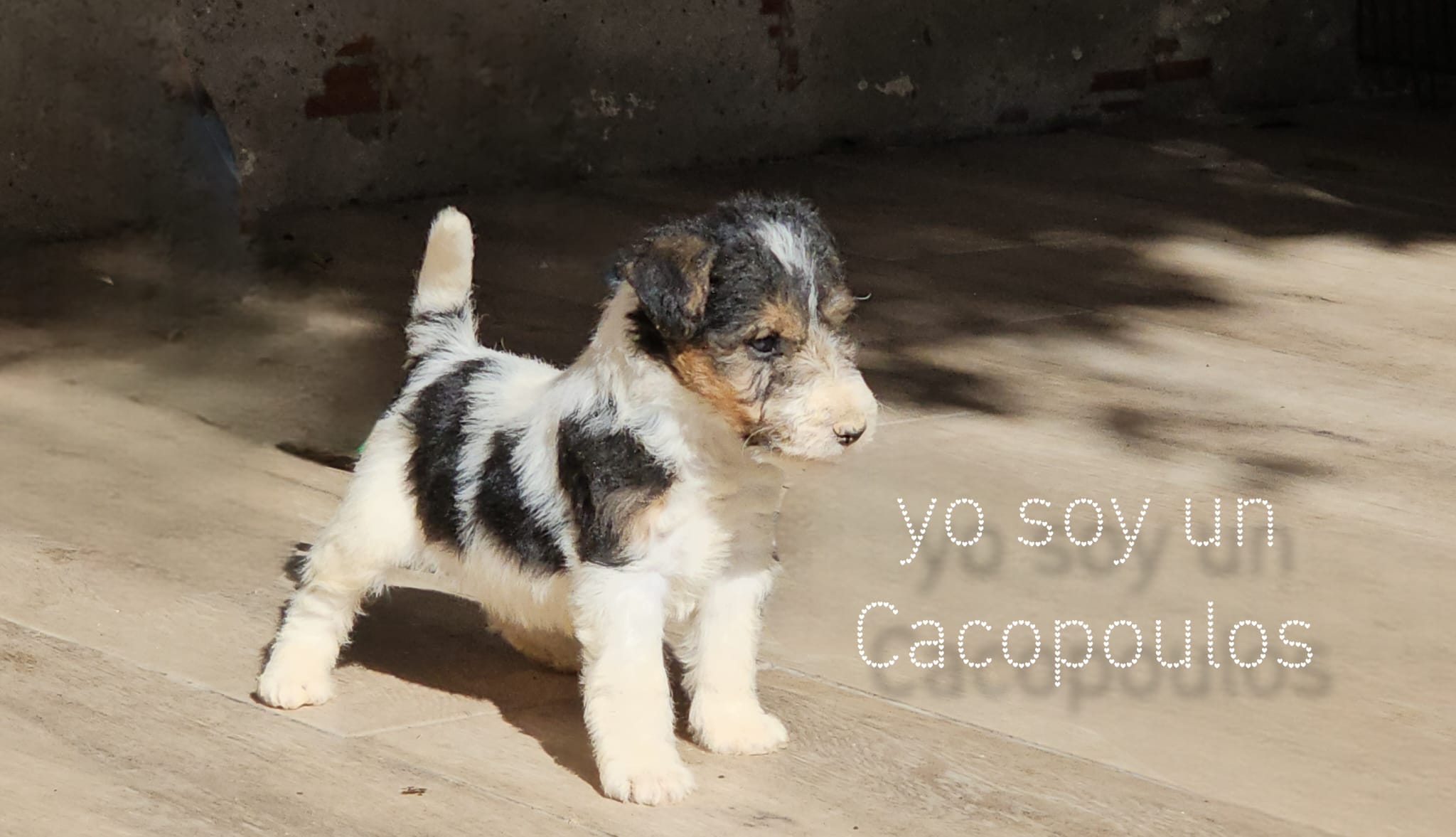 cachorro fox terrier