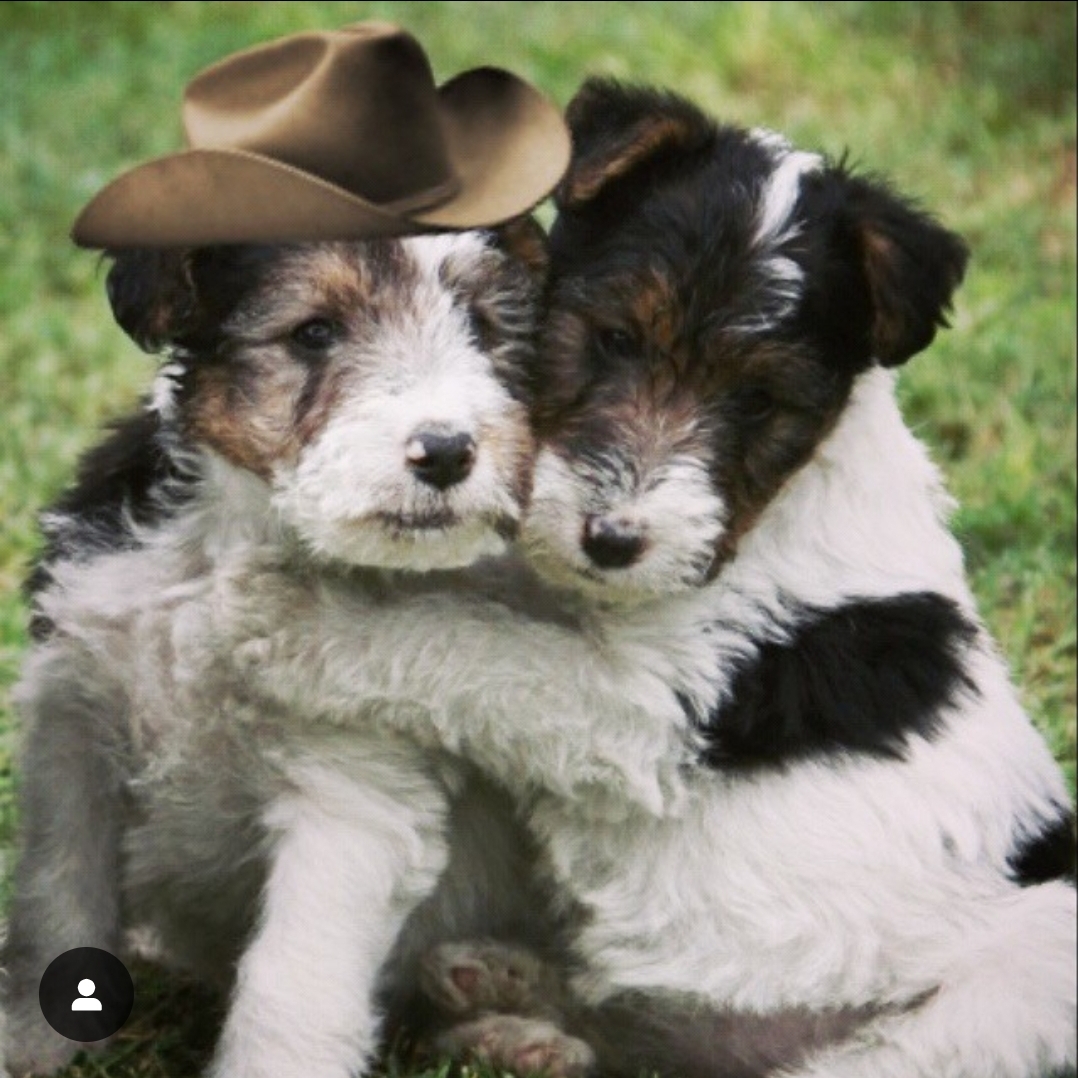 cachorros cacopoulos