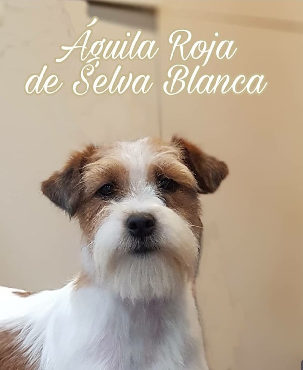 ch. aguila roja de selva blanca 1